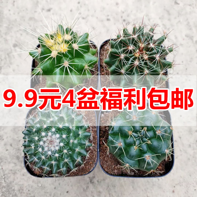 绯花玉仙人球新款组合玉翁套餐室内外绿植短毛丸盆栽