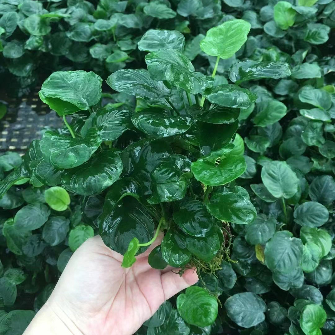火山石金钱榕鱼缸草缸造景水草场直发懒人水草增氧阴性淡水榕