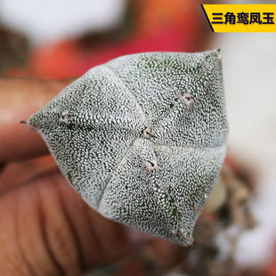 三角鸾凤玉实生仙人球 稀有白沙琉璃开花仙人掌 室内防辐射小