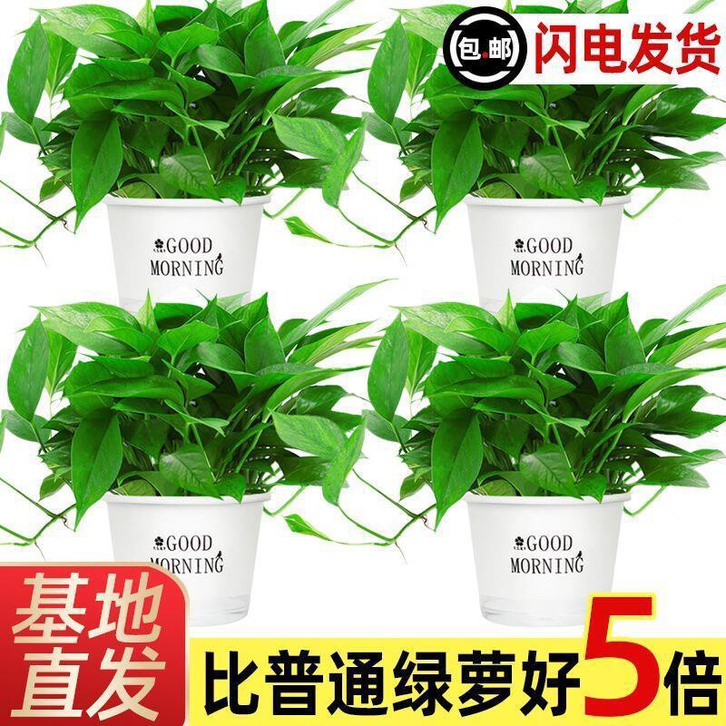 绿萝盆栽室内植物新房家用吸除甲醛净化空气水培绿植花卉长藤