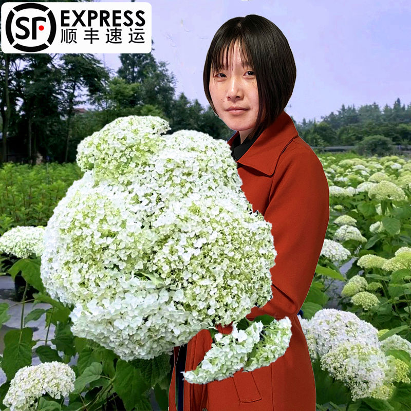 敌贝拉安娜绣球花苗耐热耐寒乔木绣球白色大花盆栽庭院植物