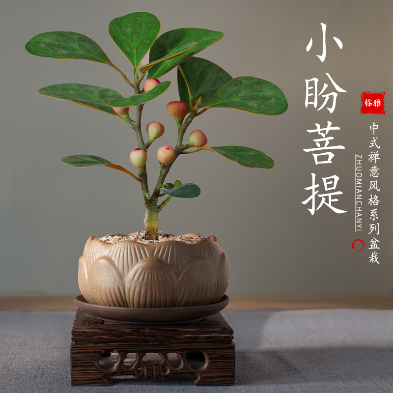 禅意小盼菩提树盆栽植物室内桌面四季客厅观叶办公室绿植好养