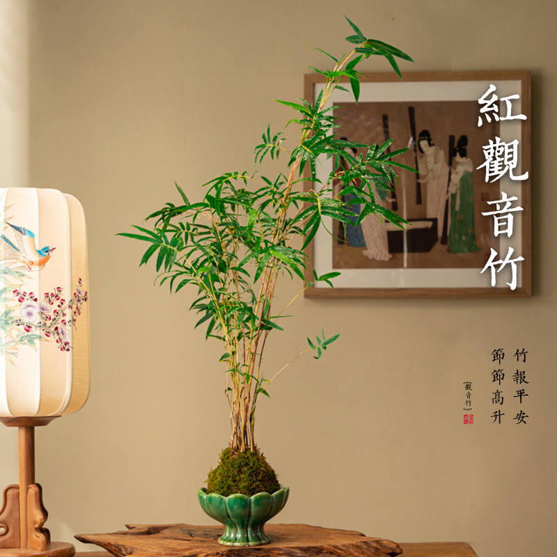 红竹红观音竹苔玉球苔藓球水培带根室内植物盆栽桌面盆景客厅绿植