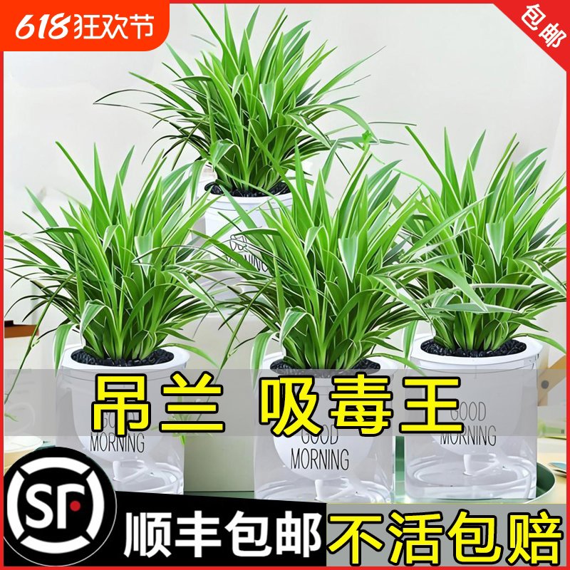 金边吊兰盆栽室内植物花卉新房家用净化空气吸除甲醛水培垂吊