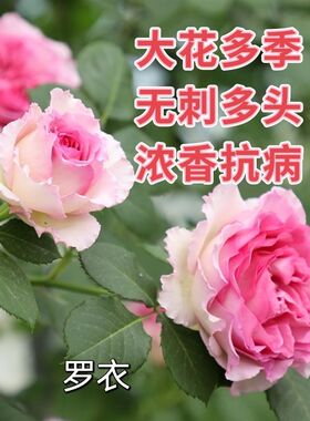 罗衣 无刺藤本 多季开花大花浓香阳台J抗病月季小苗庭院阳台盆栽