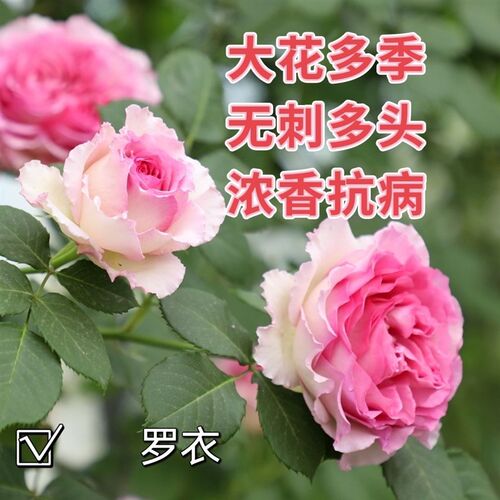 罗衣 无刺藤本 多季开花大花浓香阳台J抗病月季小苗庭院阳台盆栽