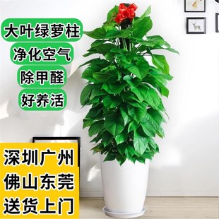 深圳大叶绿萝柱净化空气新房除甲醛绿植盆栽室内美观耐阴好养植物