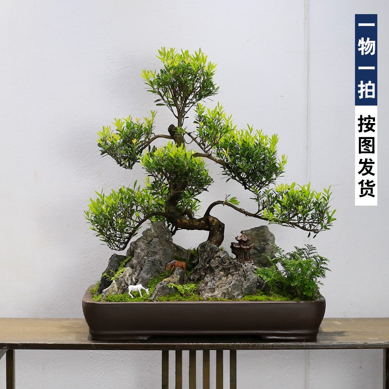 小叶赤楠假山石j盆景造型老桩植物室内客厅桌面绿植办公室盆栽好