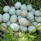 净重4.5斤 优质绿色健康农产品 皓源农场 当日新鲜绿壳乌鸡蛋50枚