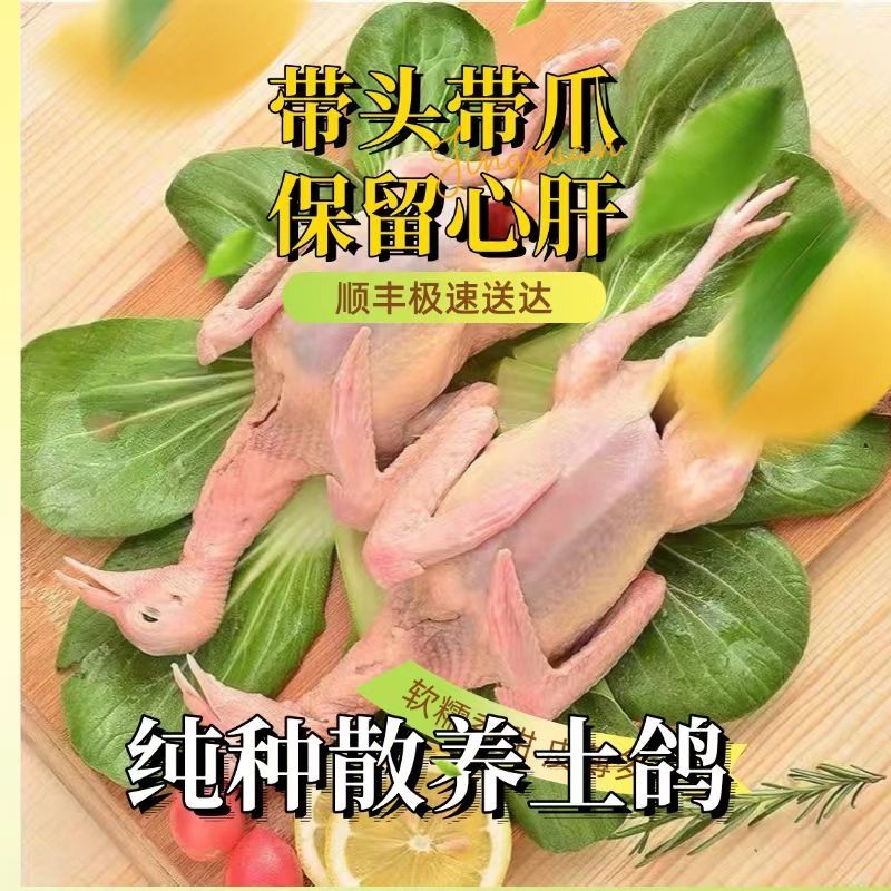 顺丰冷链滋补月子纯种散养土鸽乳鸽煲汤带头带爪保留心肝真乳鸽