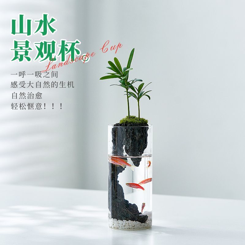罗汉松微景观玻璃杯造景绿植水培植物办公室桌面盆栽生态瓶小鱼缸