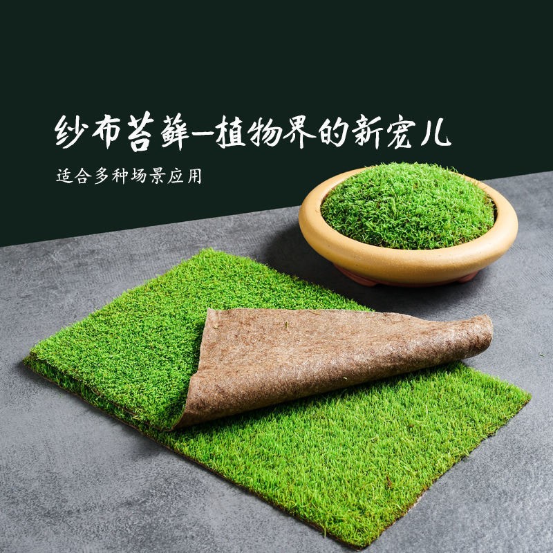 鲜活苔藓微景观小灰短绒纱布苔藓造景庭院假山造景雨林水陆缸青苔