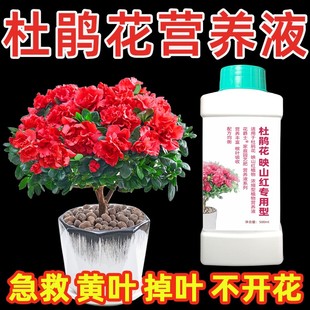 杜鹃花专用营养液喜酸性植物皋月泣血高山杜鹃花肥料专用肥叶面肥