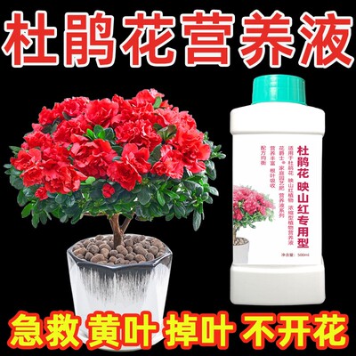 杜鹃花专用营养液喜酸性植物皋月泣血高山杜鹃花肥料专用肥叶面肥