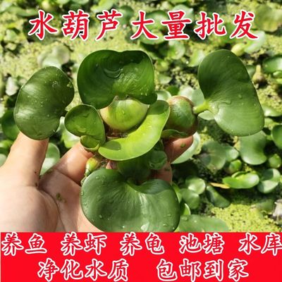 水葫芦凤眼蓝水浮莲净化水质水生水培水养植物养鱼养乌龟鱼缸造景