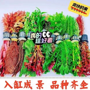 新品沉木造景水草植物火山石绿菊花仿真鱼缸内景摆件超强质感绿意