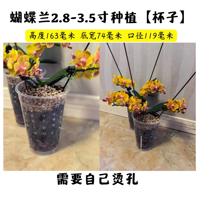 【蝴蝶兰种植杯子1000ml】奶茶杯霸王杯兰花吊篮居家种植塑料桶绿