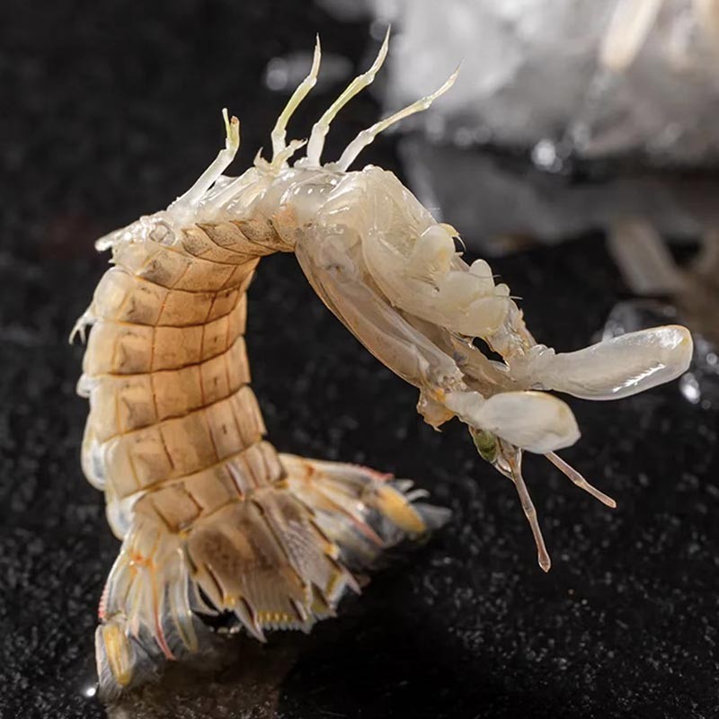 皮皮虾 上街弟推荐 新鲜尝鲜装肉质鲜甜肥美 包鲜不包活