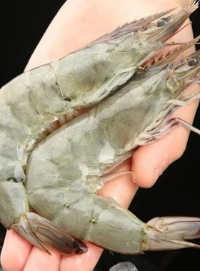 4斤/盒渔船上岸大号海洋大虾2030规格单只15~18cm共50~60只精品海