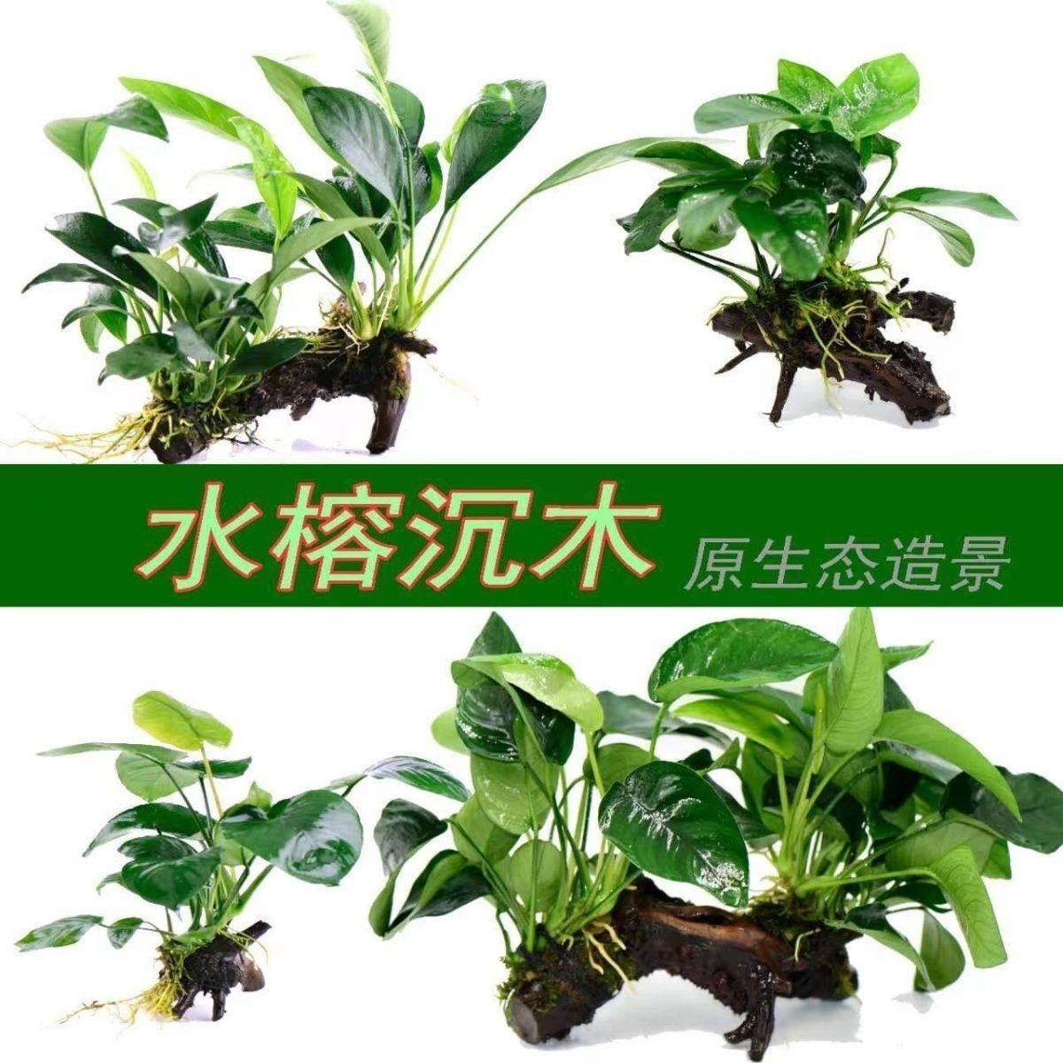 水榕鱼缸专用特色绿植好养耐活沉木造景底座水生植物清仓组合