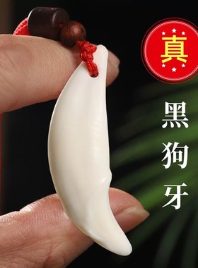 【4.7-4.9cm成人款】原生真大黑狗牙傲牙吊坠成人男女创意饰品