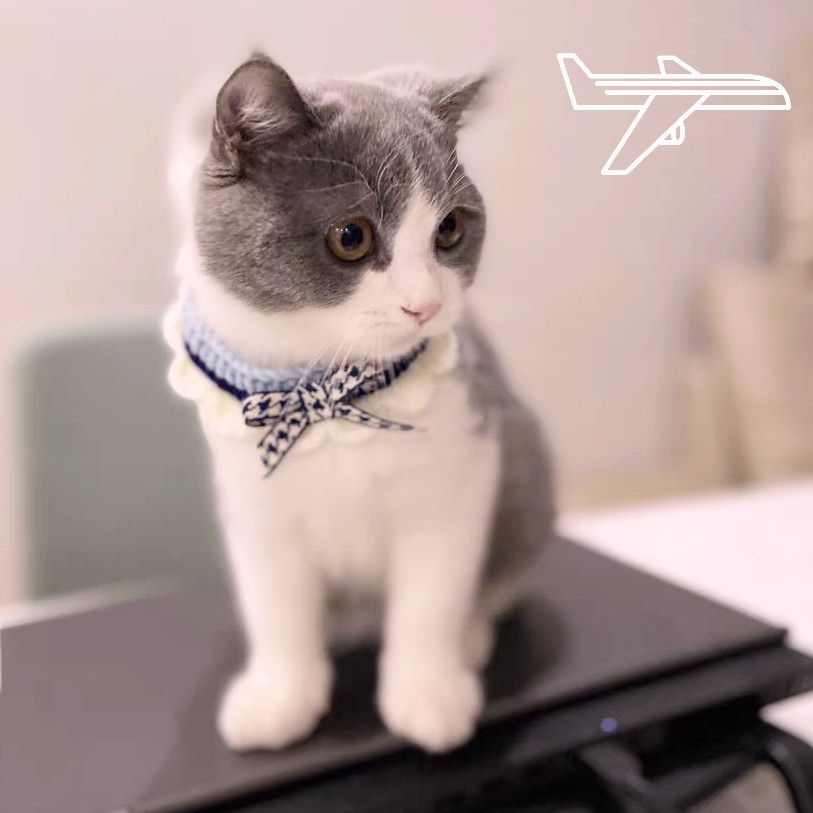 猫咪小配饰围脖围兜宠物装饰饰品蝴蝶结小猫围巾项圈衣服猫猫狗狗