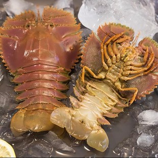 东海台州鲜香海鲜琵琶虾 充氧打包 包鲜包肥不包活 1000-1500g 浙