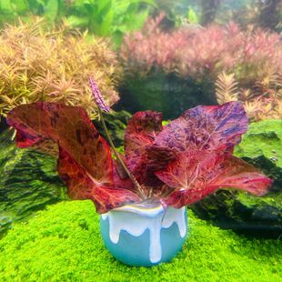 虎斑睡莲阴性前景易活淡水不用二氧化碳懒人入门简易会开花的水草