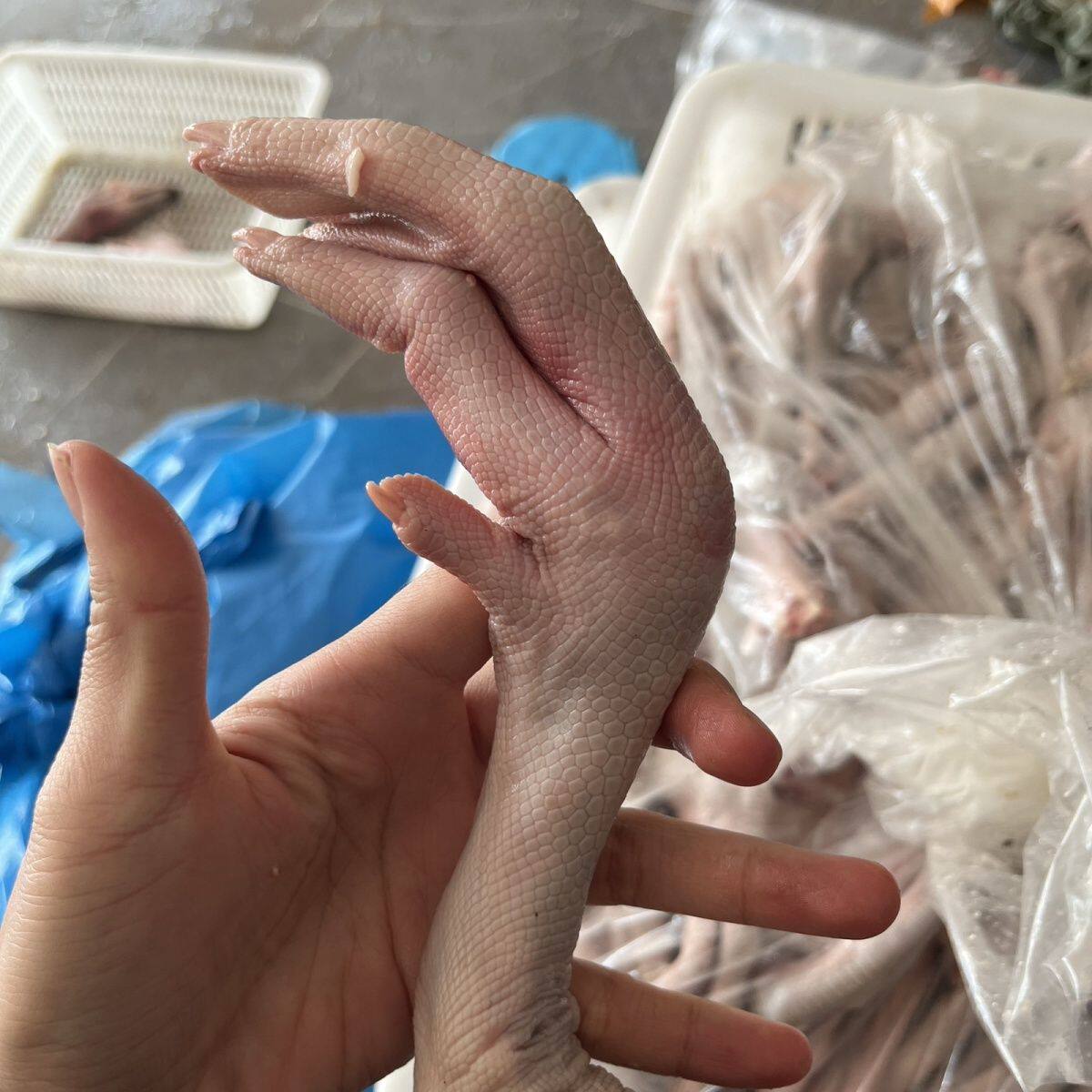潮汕狮头鹅掌新鲜鹅掌农家散养狮头鹅掌亦餐饮食材掌顺丰包邮