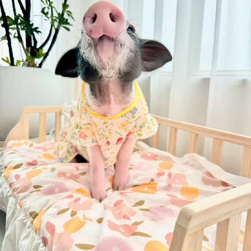 狗狗睡觉专用床狗床大型犬狗窝四季中型犬猫咪猪猪木床猫窝狗狗夏