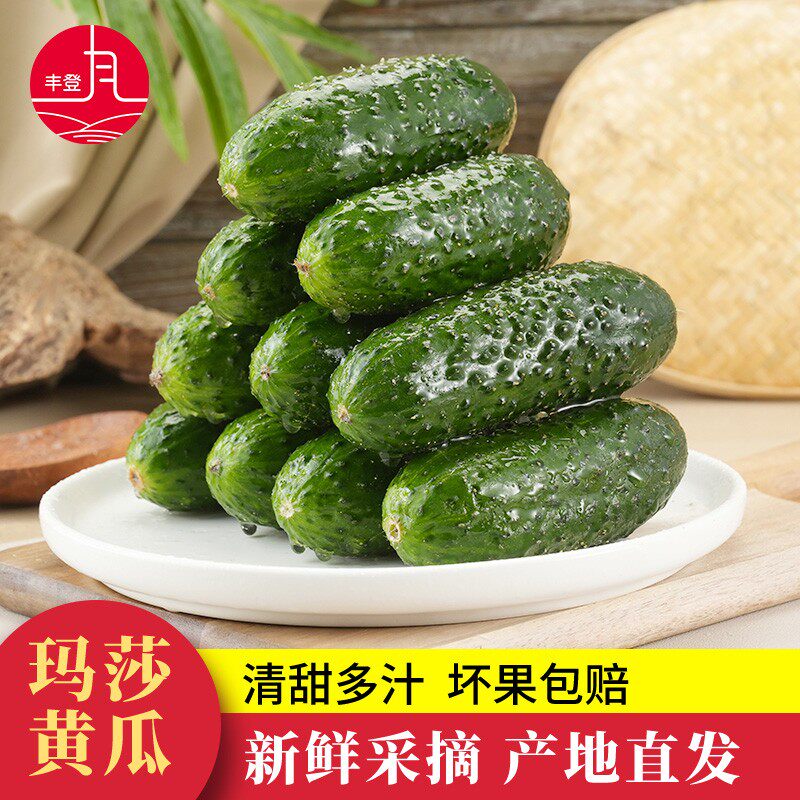 山东新鲜玛莎水果黄瓜3/5斤现摘小黄瓜脆嫩美味产地直发