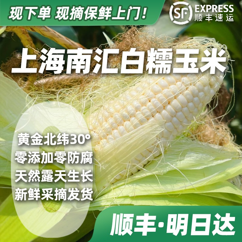 下单明天到南汇本地白糯玉米露天种植头茬新鲜现摘带叶带壳现发包
