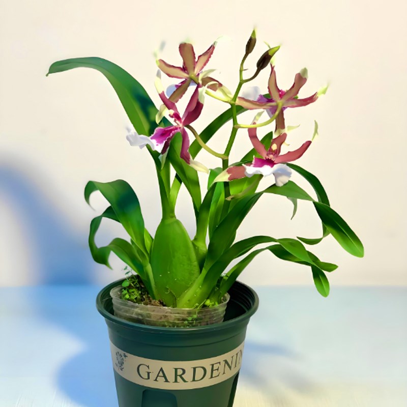 稀有文心兰带多花苞花香浓郁 带超多花原盆原土出售桌面盆载好养