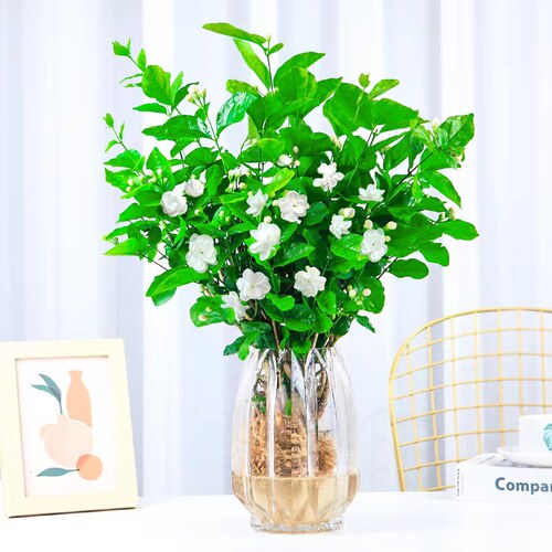 水培植物茉莉花盆栽室内桌面四季好养鲜花花卉净化空气懒人绿植