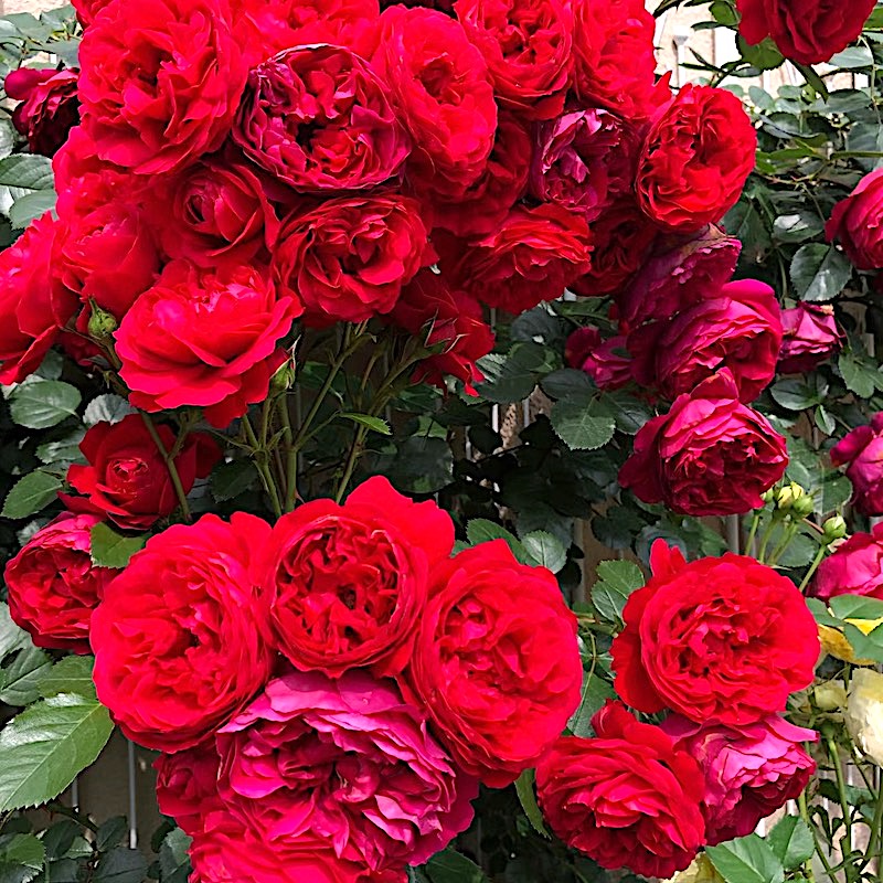 佛罗伦蒂娜月季藤本丰花庭院花卉抗病勤花耐热耐寒玫瑰院墙拱门