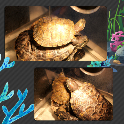 乌龟晒背灯uva+uvb冬眠用品过冬辐射龟背晒台爬虫加热保温太阳灯