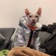 无毛猫秋冬衣服银色加厚棉衣保暖空调房斯芬克斯矮脚德文猫咪