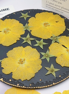 丝瓜花压花标本大朵黄色通透干花带星型花萼押花DIY真花手工材料
