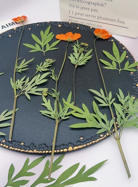 橙红色硫华菊带枝压花天然植物标本手作手工滴胶灯片相框干花