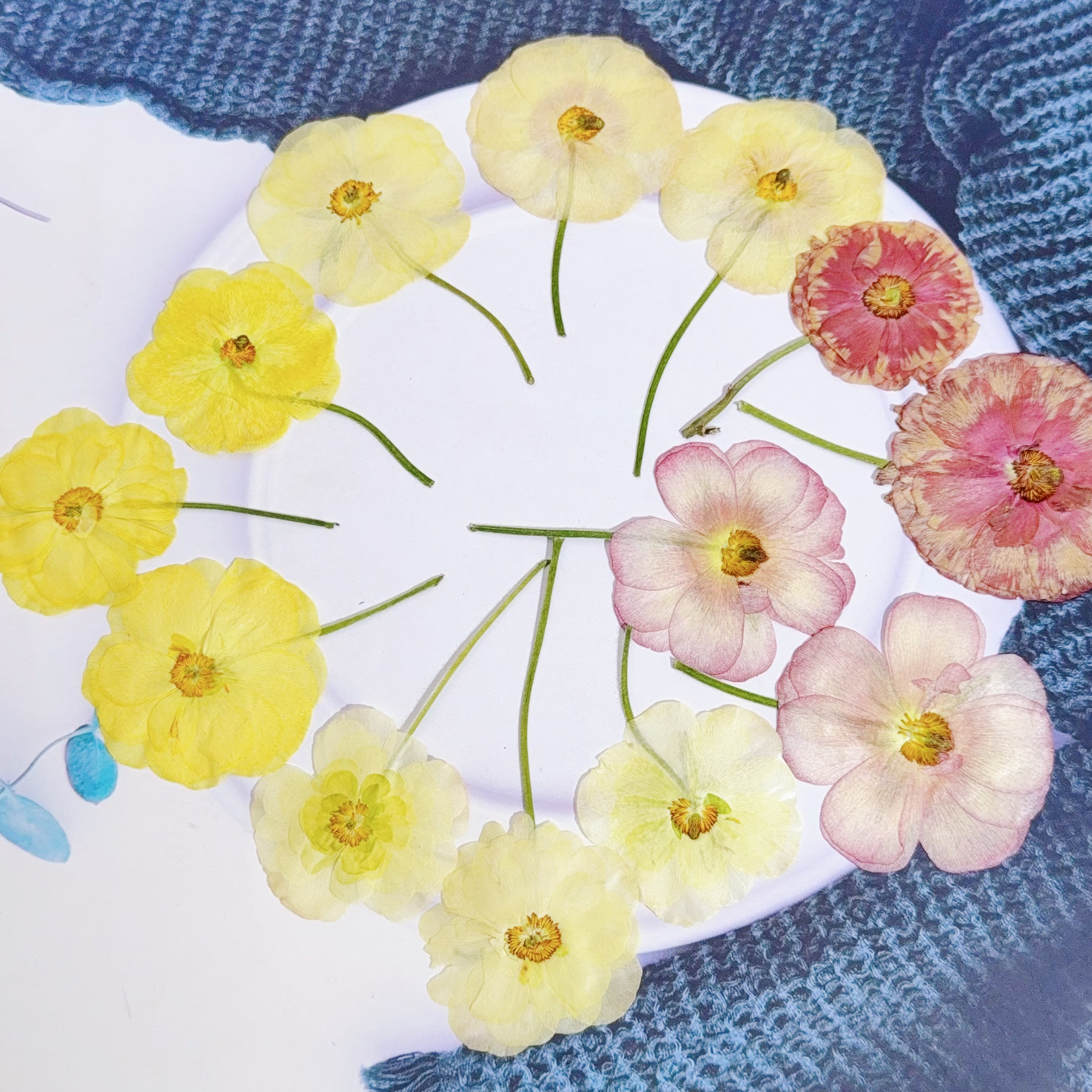 蝴蝶洋牡丹压花真花押花植物标本手工饰品相框装饰压花画材料包