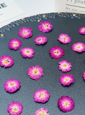 迷你重瓣小玫瑰压花标本深玫紫白心干花押花DIY滴胶耳环书签花材