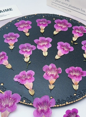 粉紫色凌霄花压花紫色带花柄干花押花画滴胶填充花材DIY手工材料