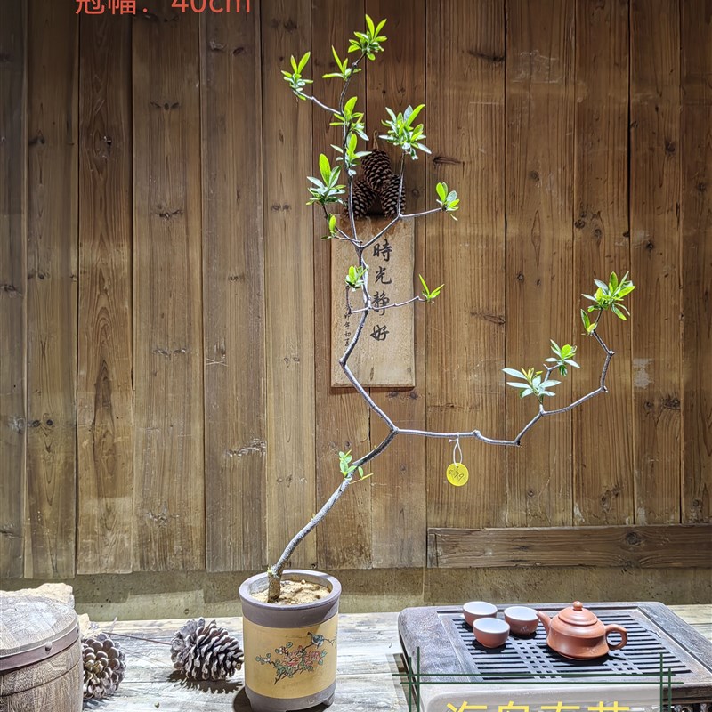 海岛春花一物一拍 老熟桩小叶石斑木单斜飘庭院茶台桌盆栽盆景树