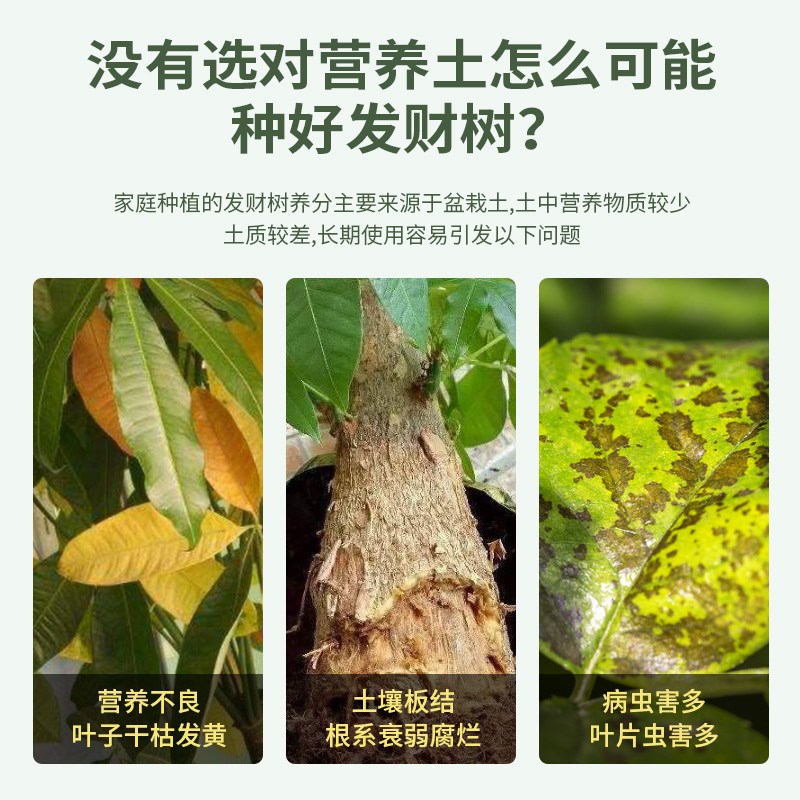 发财树专用营养土发财树专用肥防枯叶黄叶烂根盆栽绿植种植土壤