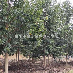 全冠乐昌含笑树8-15cm公分乐昌含笑乐昌含笑树价格优惠