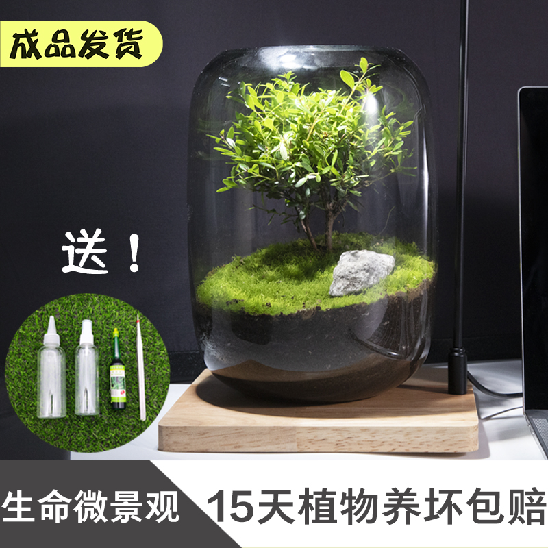 【桌面盆栽】微景观生态瓶好养活