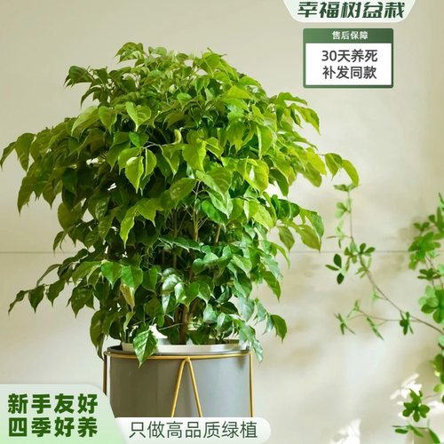 幸福树绿宝小大盆栽老桩独杆北欧风绿植净化空气四季常青富贵绿植