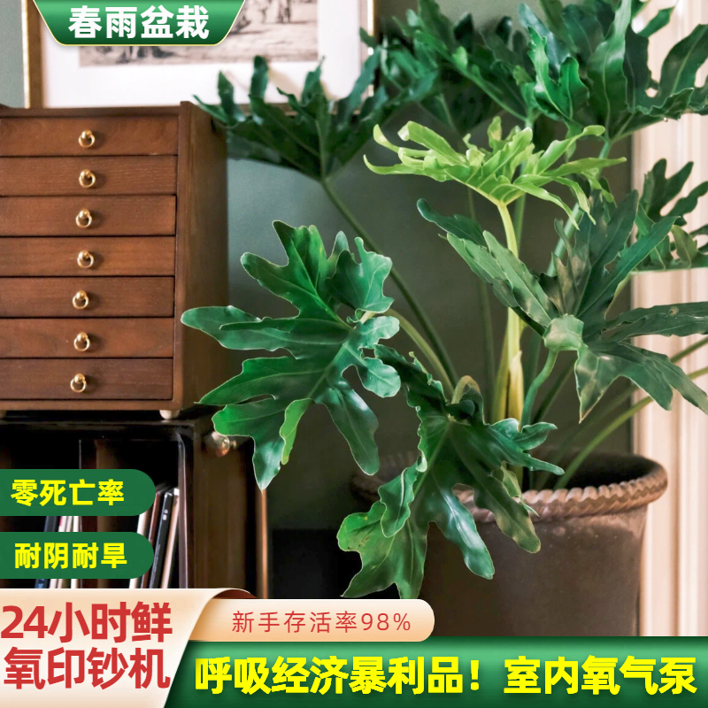龙鳞春羽大盆栽大叶老桩观叶植物室内绿植小天使好养活四季常青