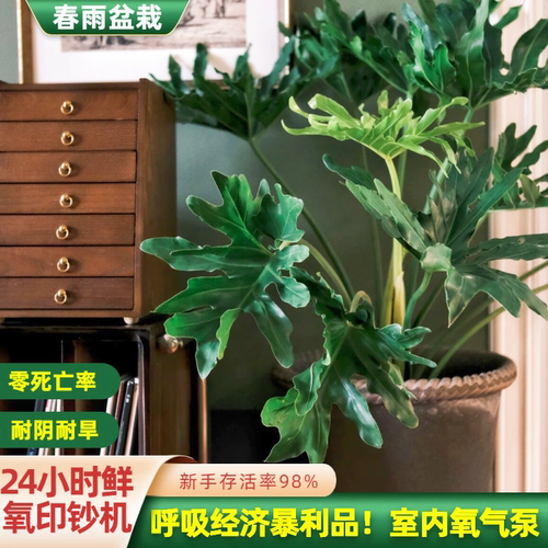 龙鳞春羽大盆栽绿植四季常青