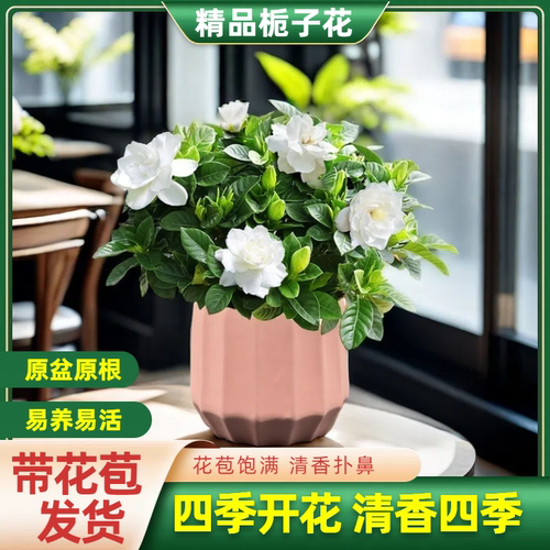 精品栀子花新手首选易养活包对版